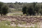 Kalahari Images